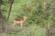 impala (13)
